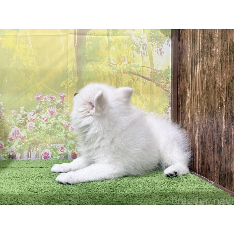 販売中の埼玉県の日本スピッツ-414183の2枚目