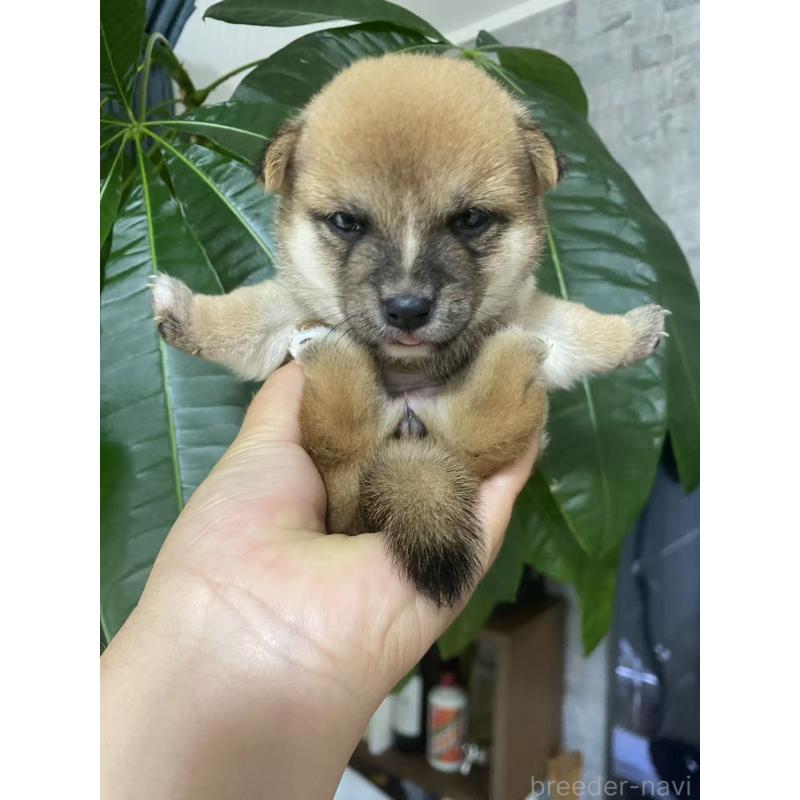 販売中の茨城県の豆柴-420379の4枚目
