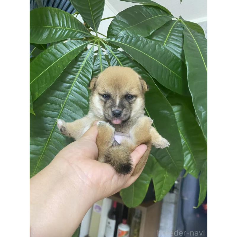 販売中の茨城県の豆柴-420379の3枚目