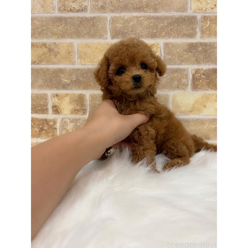 販売中の和歌山県のティーカッププードル-417818の10枚目