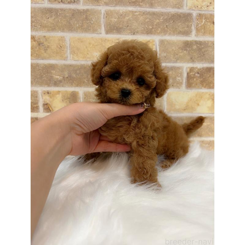 販売中の和歌山県のティーカッププードル-417818の9枚目