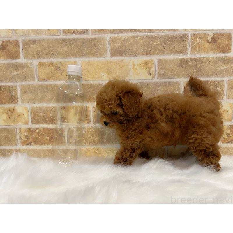 販売中の和歌山県のティーカッププードル-417818の8枚目