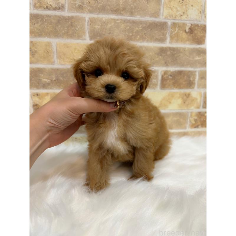 販売中の和歌山県のマルプー:マルチーズ×トイプードル-416630の8枚目