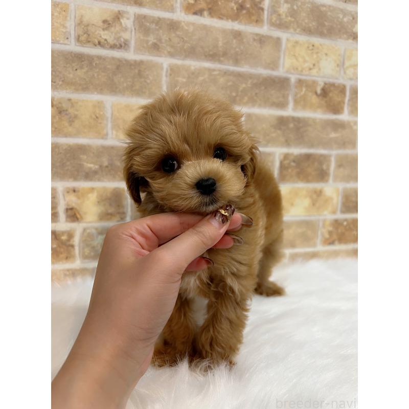 販売中の和歌山県のマルプー:マルチーズ×トイプードル-416630の7枚目