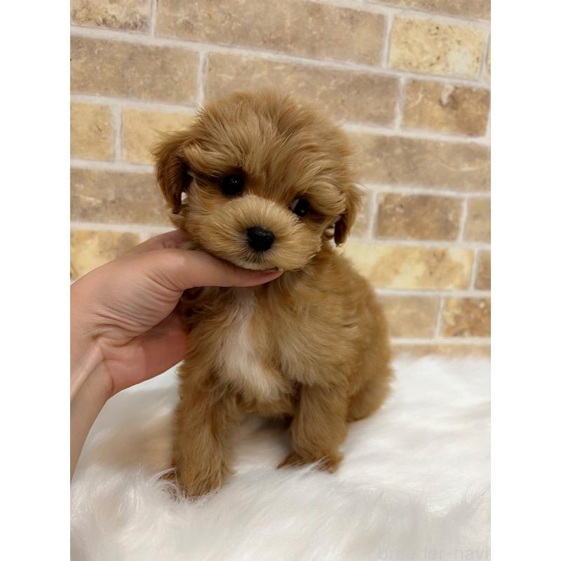 販売中の和歌山県のマルプー:マルチーズ×トイプードル-416630の6枚目