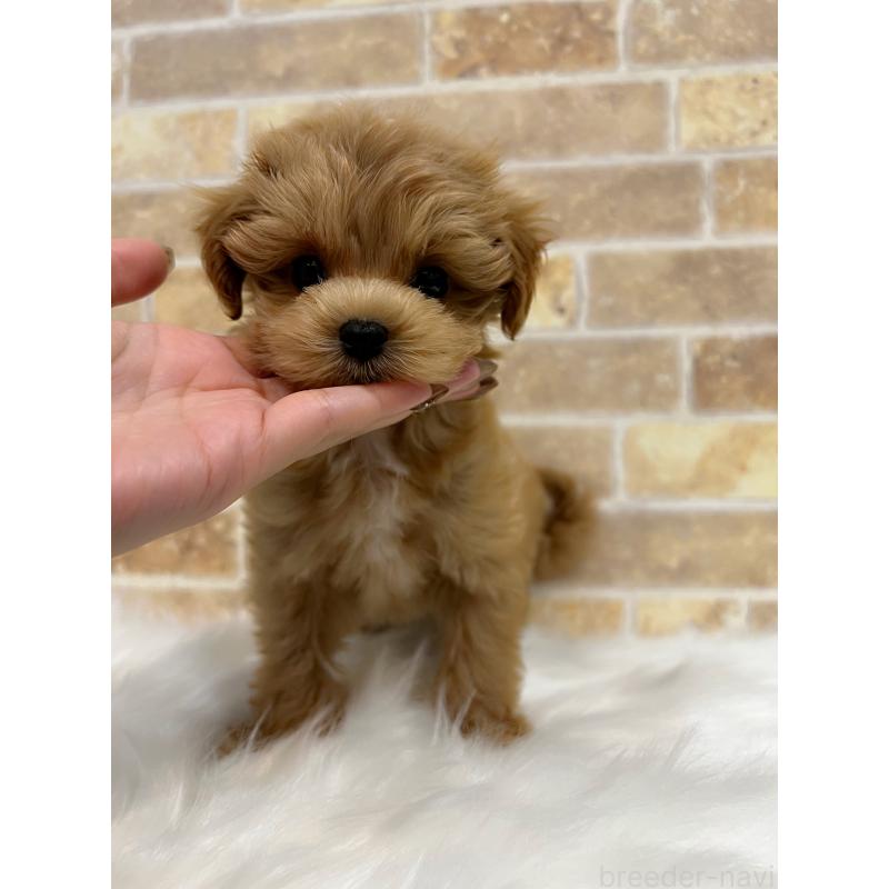 販売中の和歌山県のマルプー:マルチーズ×トイプードル-416630の5枚目