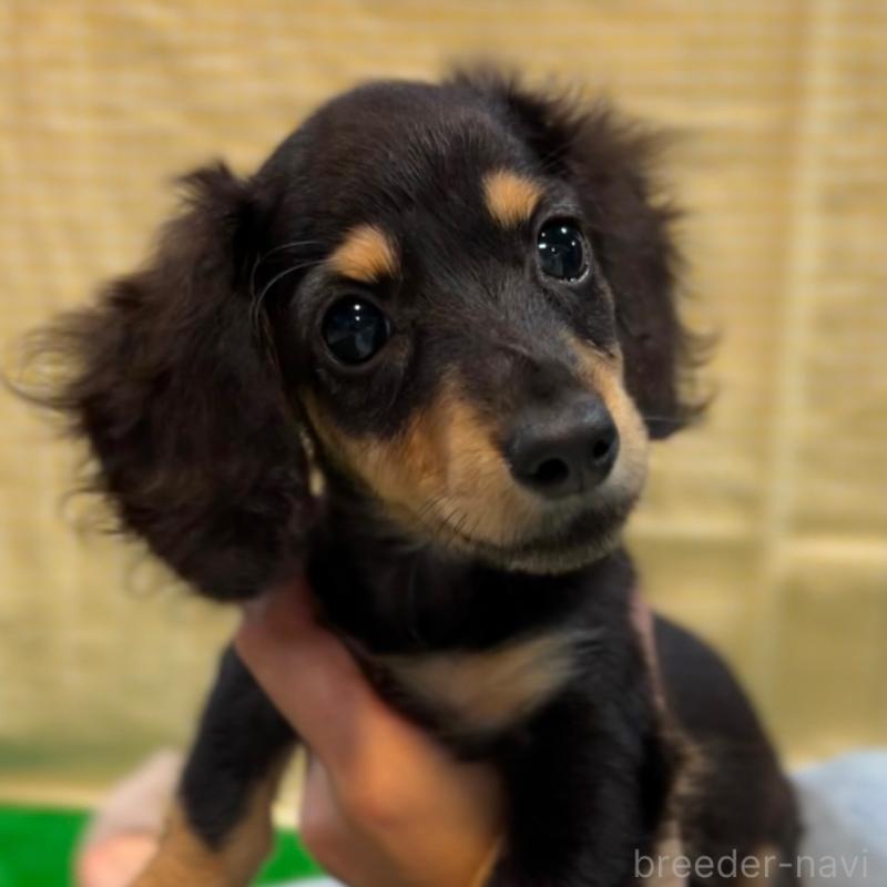 販売中の栃木県のミニチュアダックスフンド(ロングヘアード)-415748の16枚目