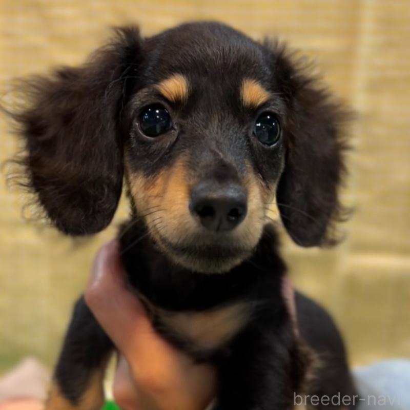 販売中の栃木県のミニチュアダックスフンド(ロングヘアード)-415748の15枚目