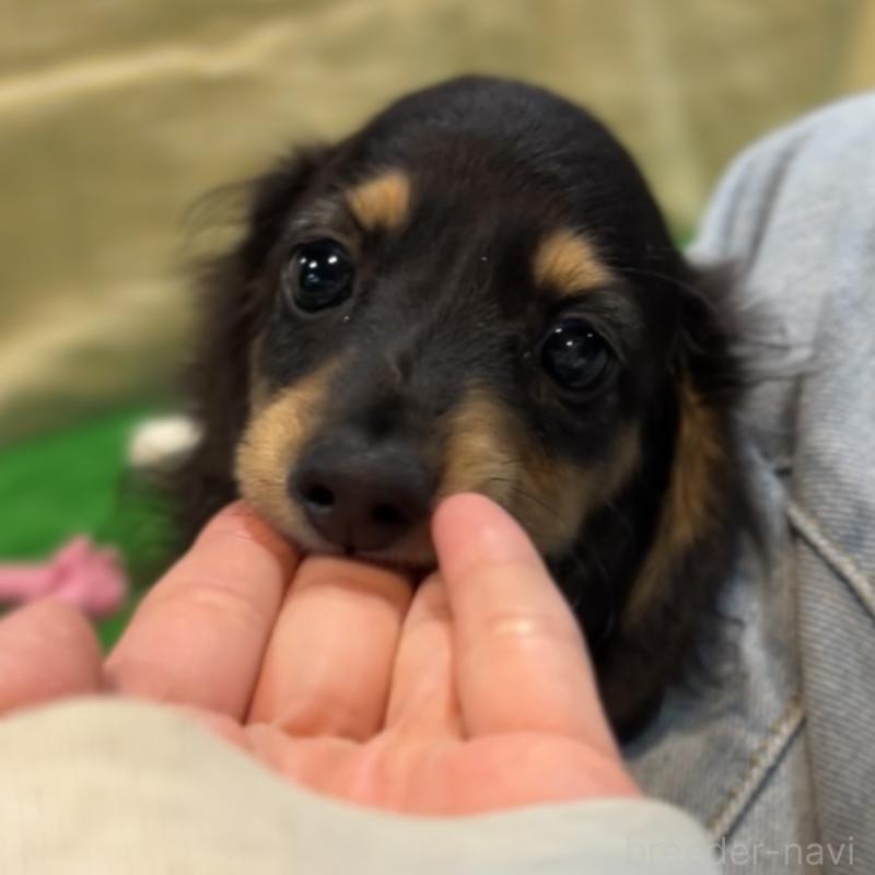 販売中の栃木県のミニチュアダックスフンド(ロングヘアード)-415748の14枚目