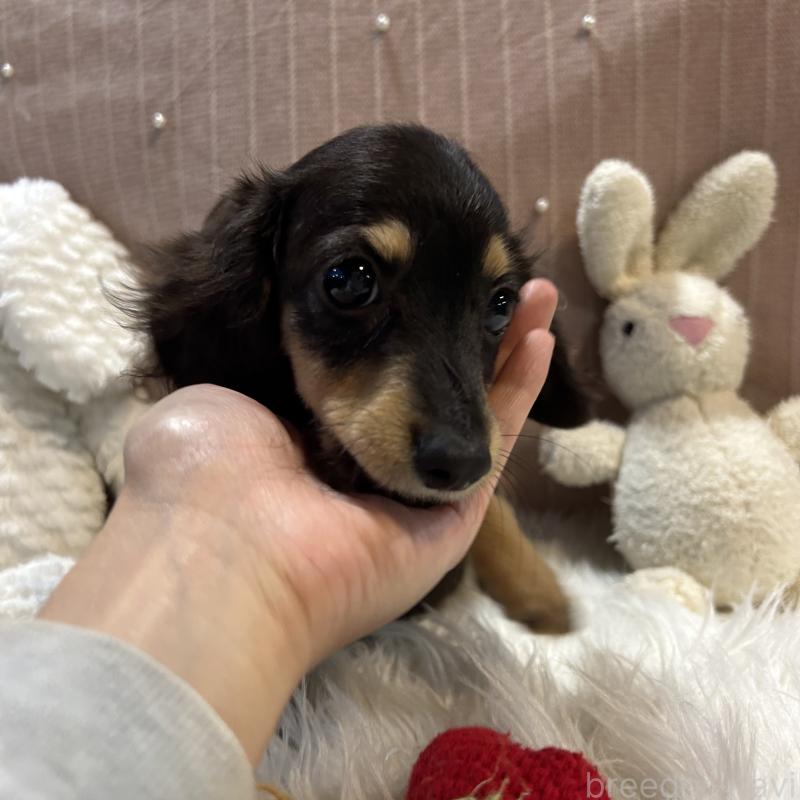 販売中の栃木県のミニチュアダックスフンド(ロングヘアード)-415748の13枚目