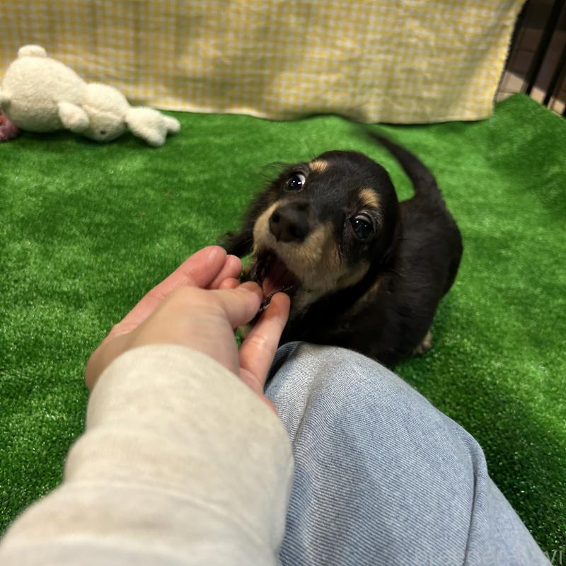 販売中の栃木県のミニチュアダックスフンド(ロングヘアード)-415748の12枚目