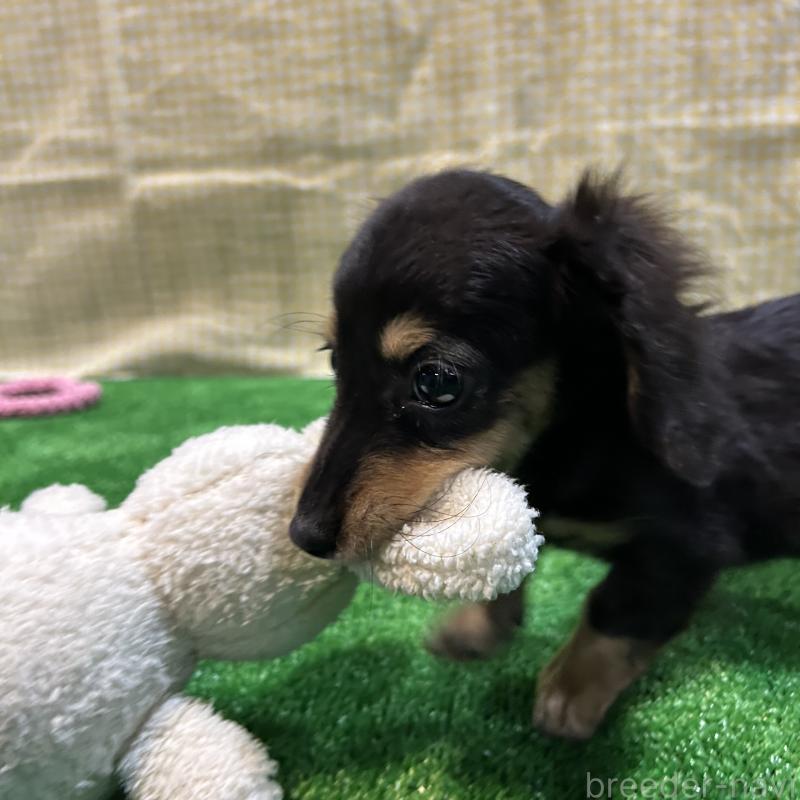 販売中の栃木県のミニチュアダックスフンド(ロングヘアード)-415748の11枚目