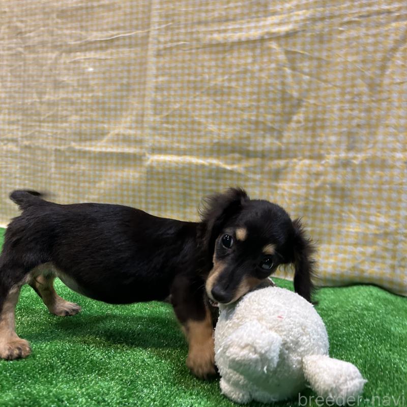 販売中の栃木県のミニチュアダックスフンド(ロングヘアード)-415748の10枚目