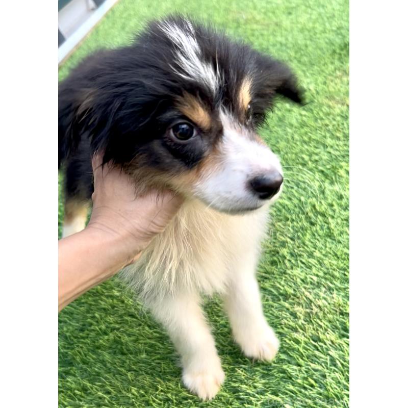 成約済の奈良県のボーダーコリー-419784の2枚目