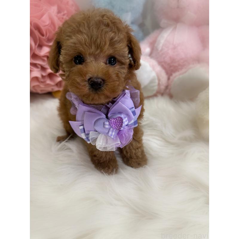 成約済の香川県のタイニープードル-419027の11枚目