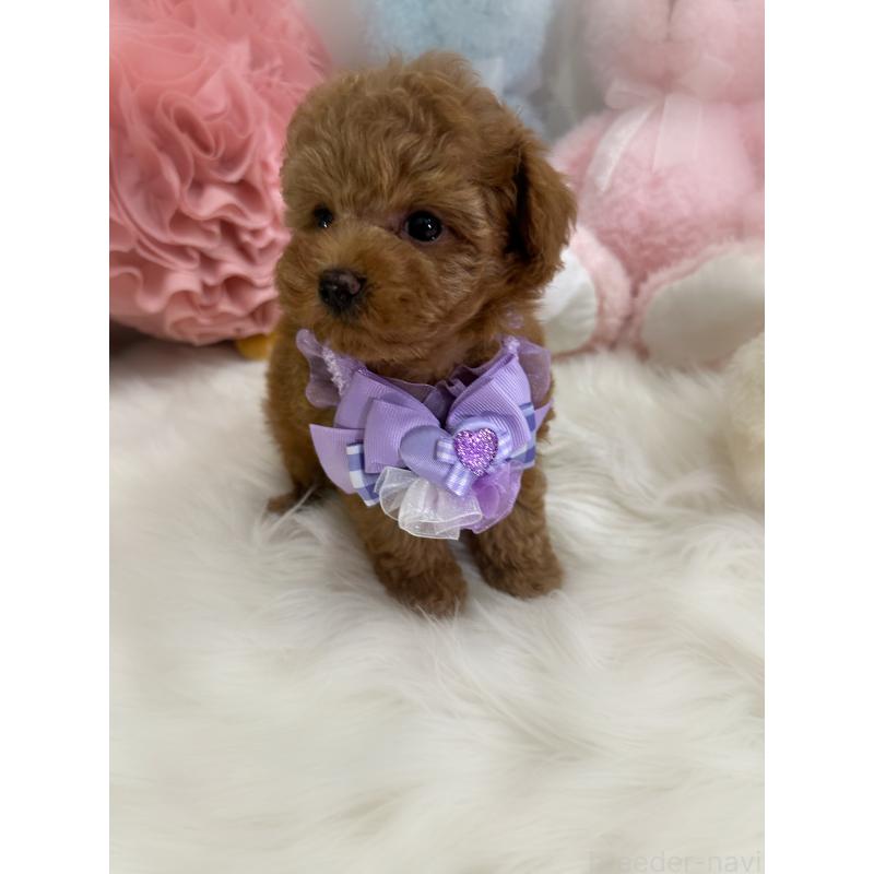 成約済の香川県のタイニープードル-419027の10枚目