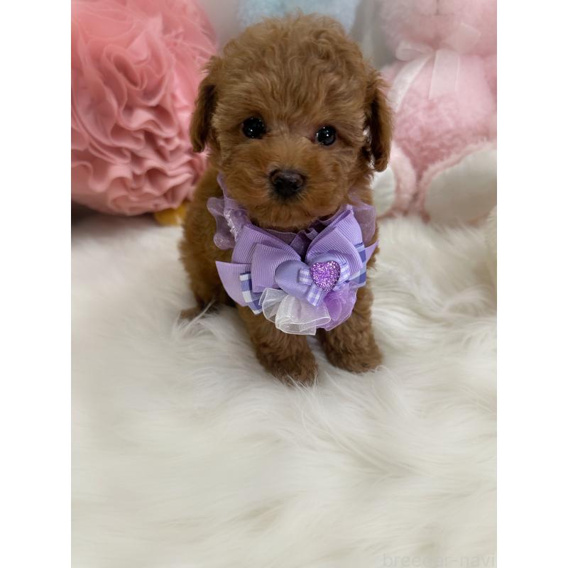 成約済の香川県のタイニープードル-419027の9枚目