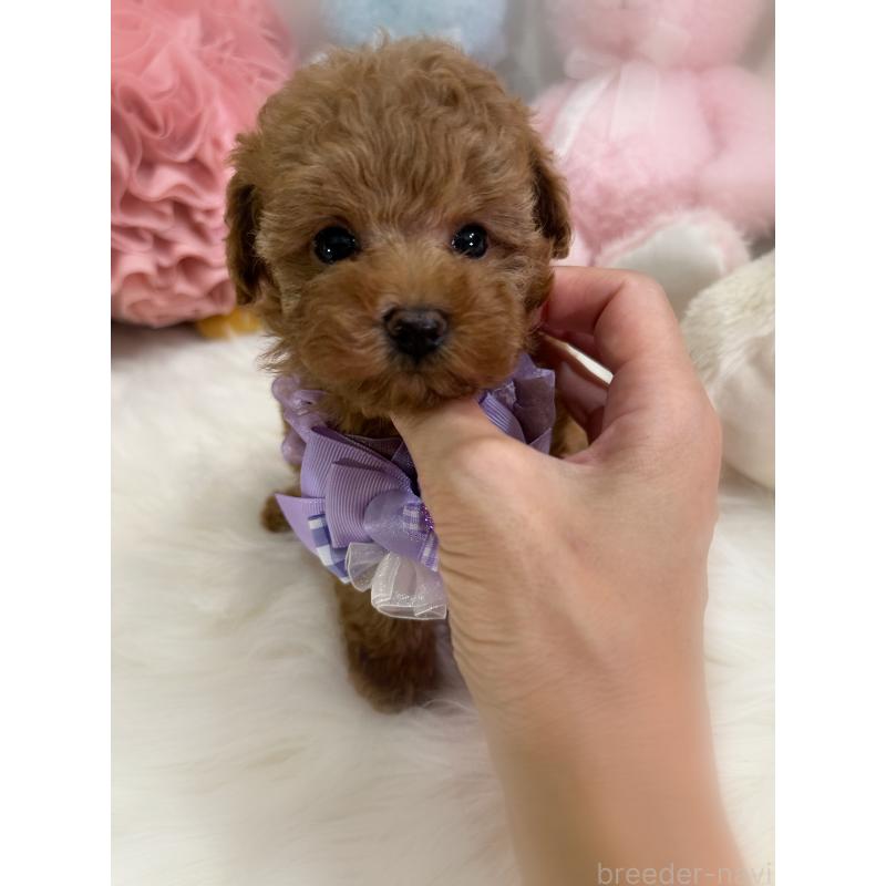 成約済の香川県のタイニープードル-419027の8枚目