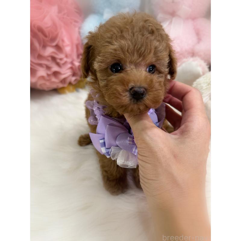 成約済の香川県のタイニープードル-419027の7枚目