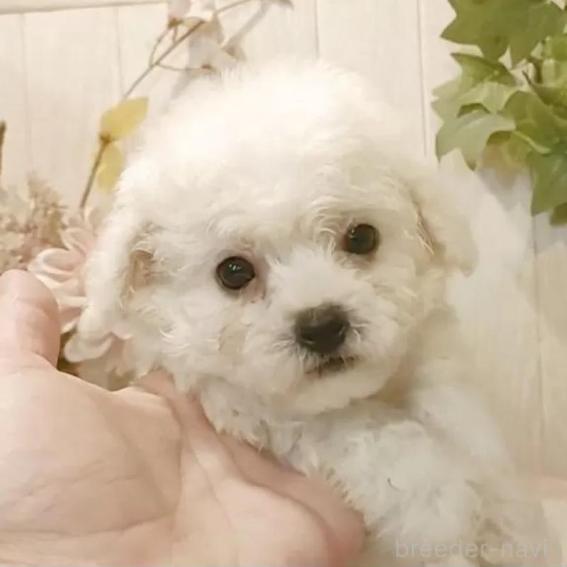 販売中の愛知県のビションフリーゼ-420436の1枚目