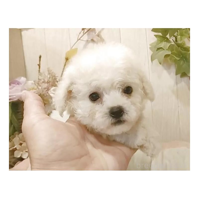 販売中の愛知県のビションフリーゼ-420436の2枚目
