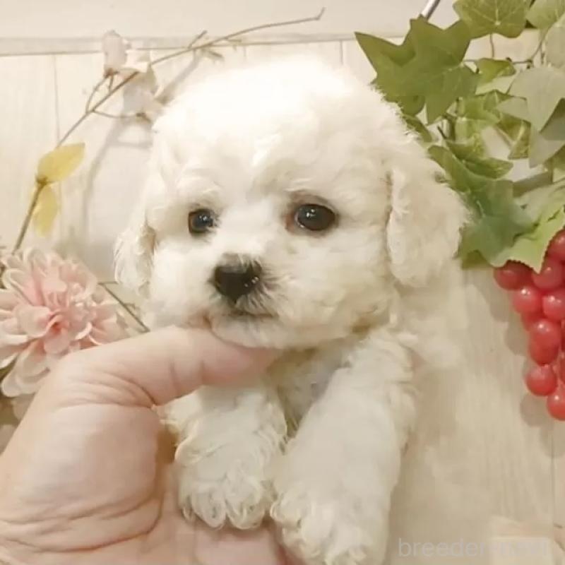 販売中の愛知県のビションフリーゼ-420439