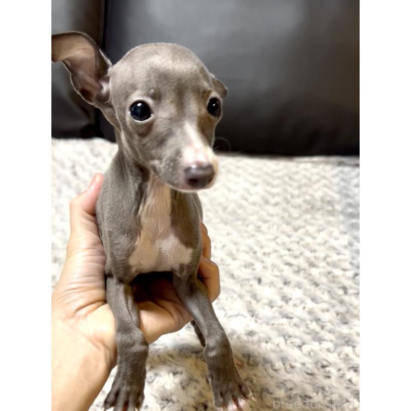 成約済の奈良県のイタリアングレーハウンド(イタグレ)-409100の2枚目