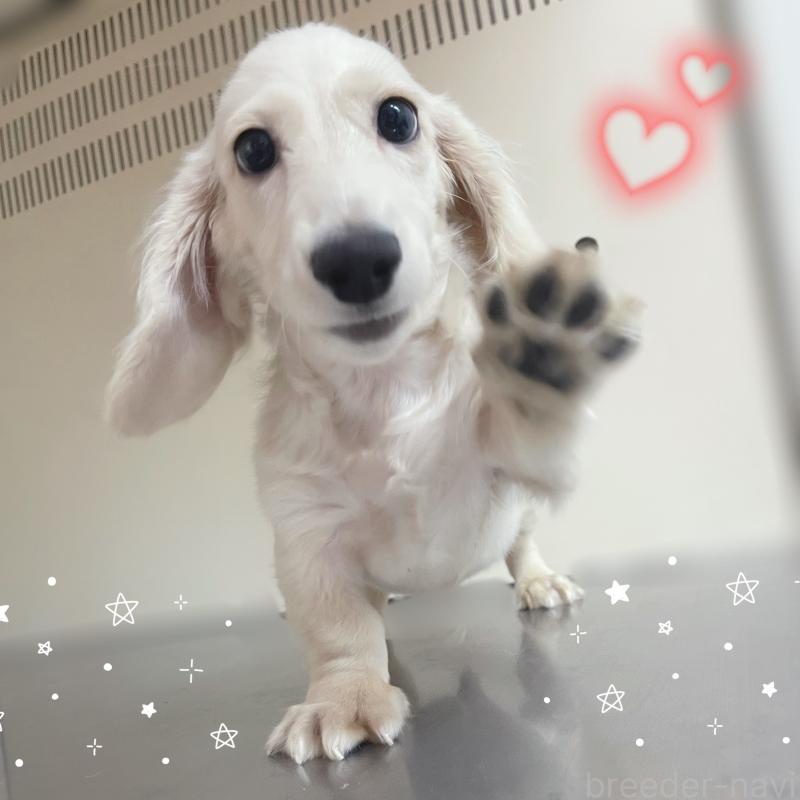 成約済の東京都のミニチュアダックスフンド(ロングヘアード)-409746の3枚目