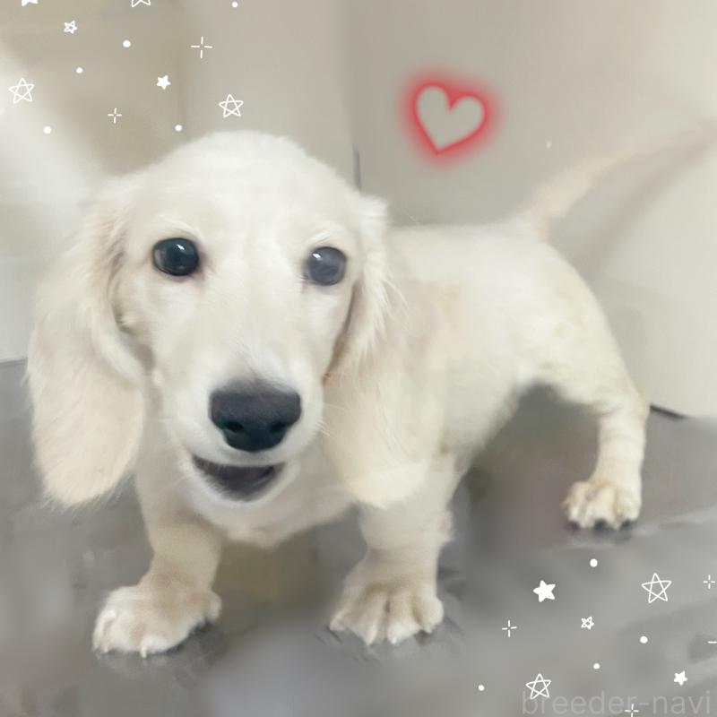 成約済の東京都のミニチュアダックスフンド(ロングヘアード)-409746の2枚目