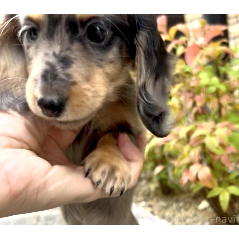 成約済の奈良県のミニチュアダックスフンド(ロングヘアード)-419933の3枚目