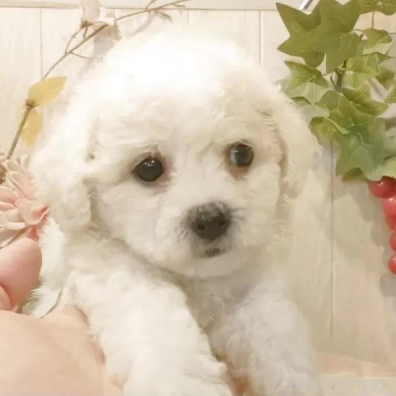 販売中の愛知県のビションフリーゼ-420448