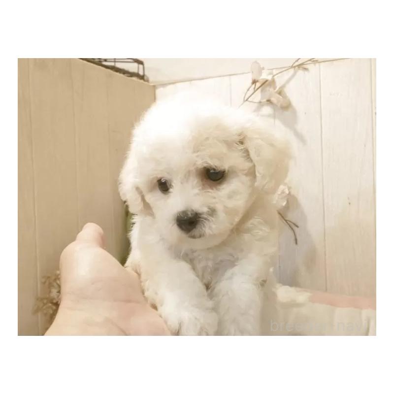 販売中の愛知県のビションフリーゼ-420448の2枚目
