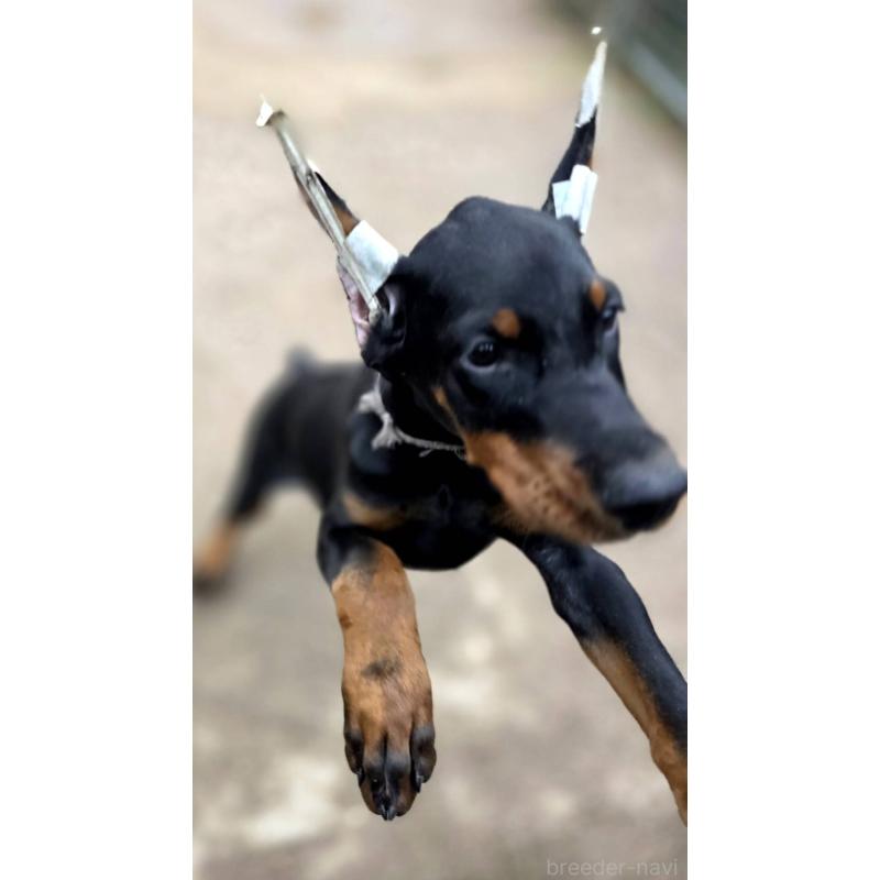 販売中の茨城県のドーベルマン-415241の28枚目