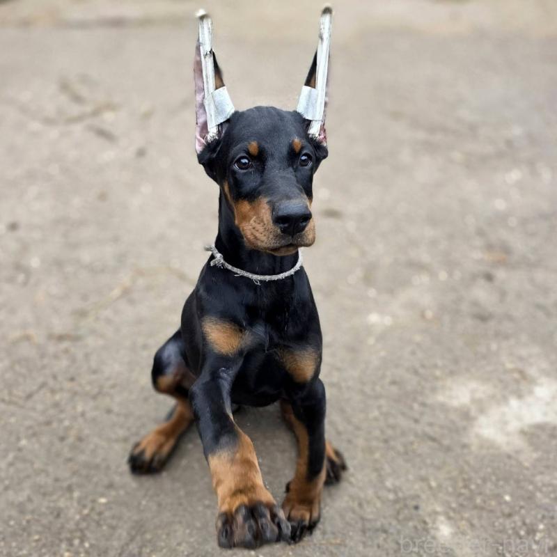 販売中の茨城県のドーベルマン-415241の27枚目