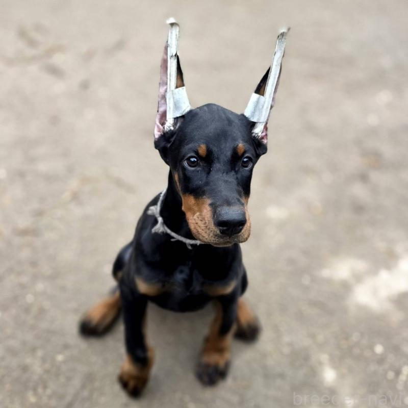 販売中の茨城県のドーベルマン-415241の26枚目