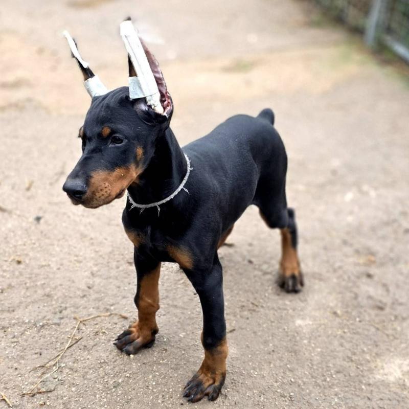 販売中の茨城県のドーベルマン-415241の25枚目