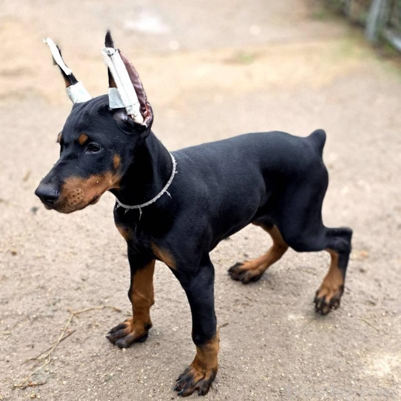 販売中の茨城県のドーベルマン-415241の24枚目