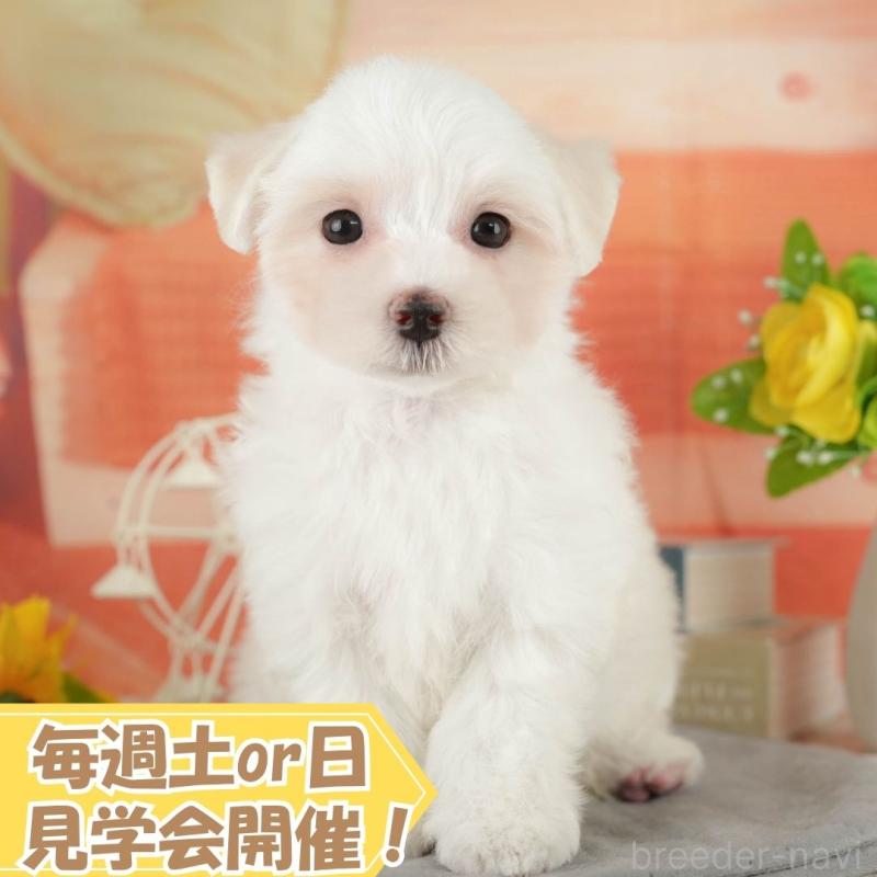 販売中の静岡県のマルチーズ-420470