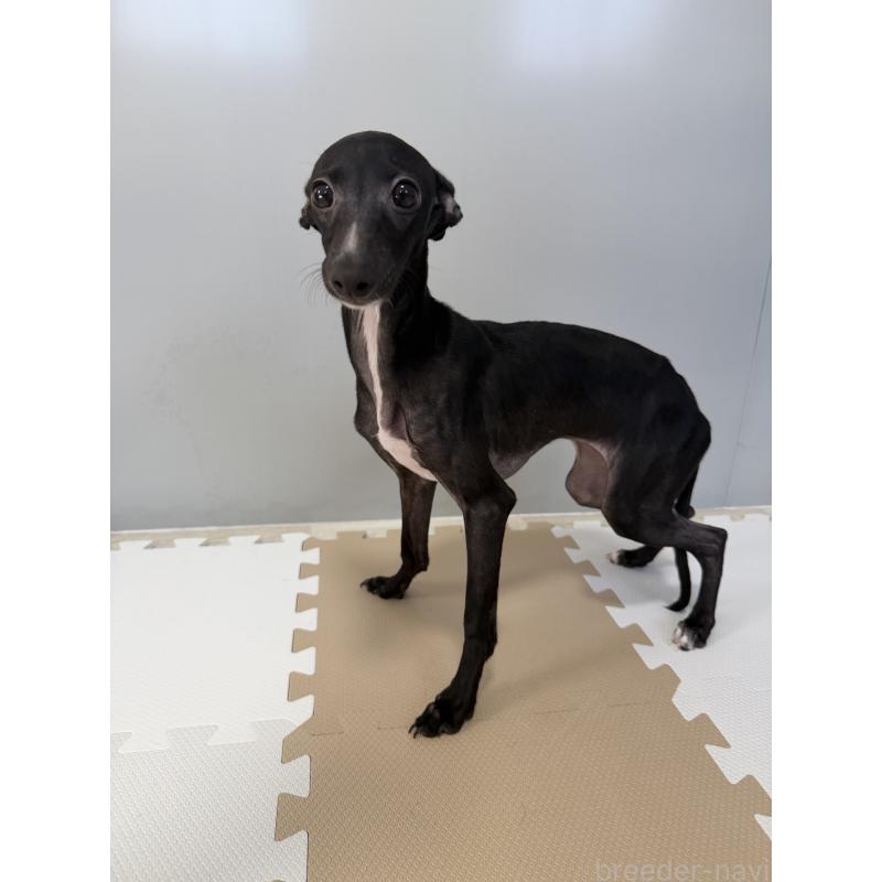 販売中の佐賀県のイタリアングレーハウンド(イタグレ)-394150の7枚目