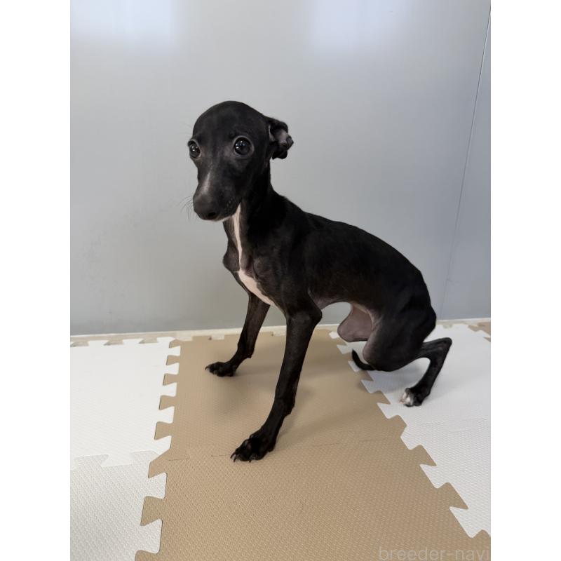 販売中の佐賀県のイタリアングレーハウンド(イタグレ)-394150の6枚目