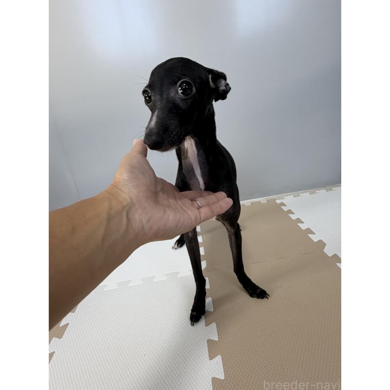 販売中の佐賀県のイタリアングレーハウンド(イタグレ)-394150の5枚目