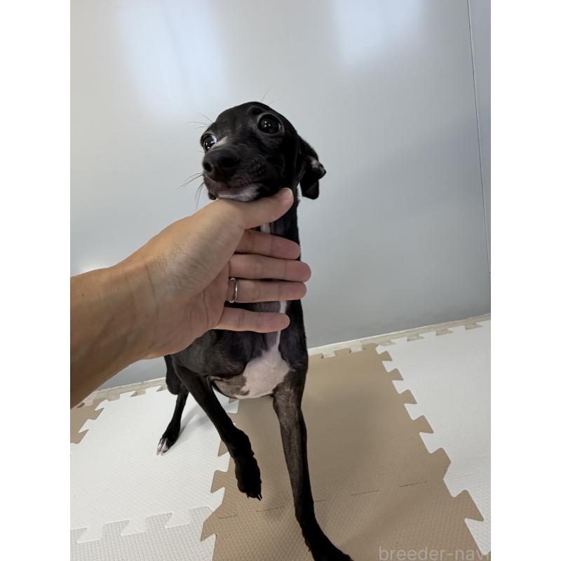 販売中の佐賀県のイタリアングレーハウンド(イタグレ)-394150の4枚目