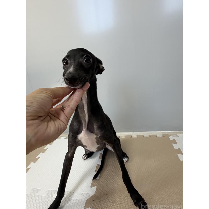 販売中の佐賀県のイタリアングレーハウンド(イタグレ)-394150の3枚目