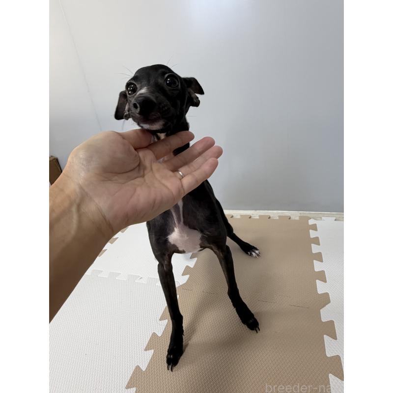 販売中の佐賀県のイタリアングレーハウンド(イタグレ)-394150の2枚目