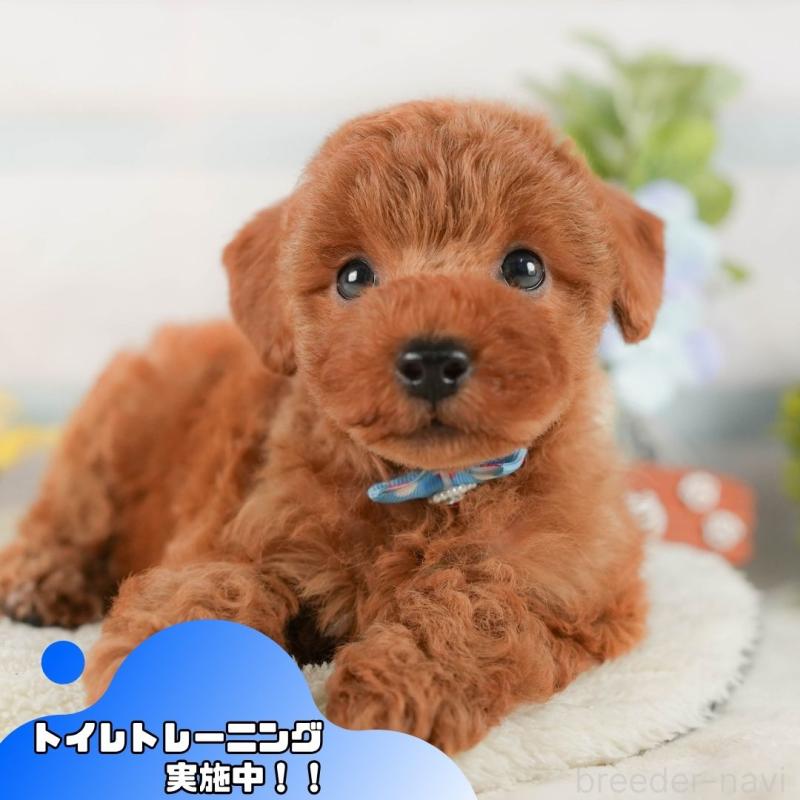 販売中の静岡県のトイプードル-420484の1枚目