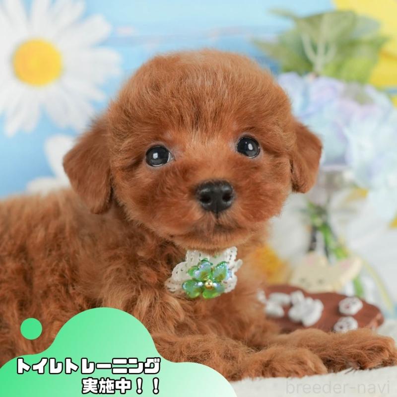 販売中の静岡県のトイプードル-420492の1枚目