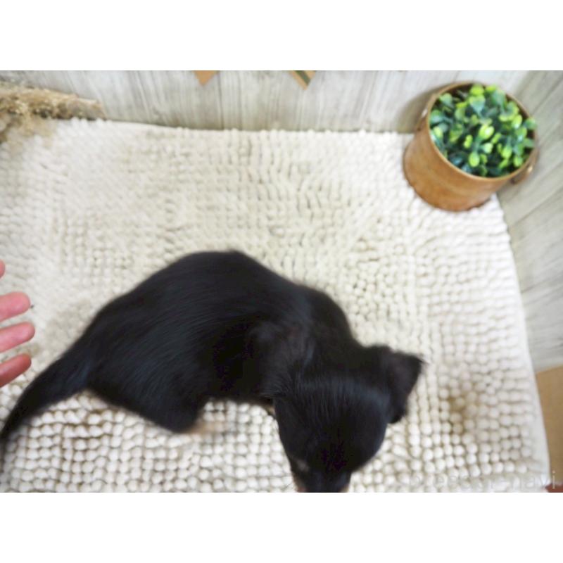 販売中の佐賀県のチワックス:チワワ×ミニチュアダックスフンド-420495の2枚目