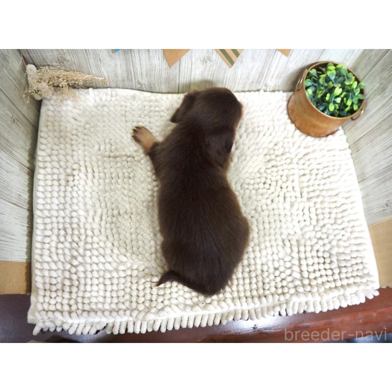 販売中の佐賀県のチワックス:チワワ×ミニチュアダックスフンド-420498の2枚目