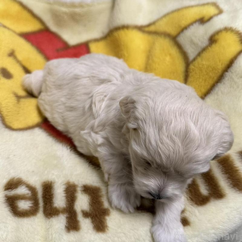 販売中の岡山県のマルプー:マルチーズ×トイプードル-420507の2枚目