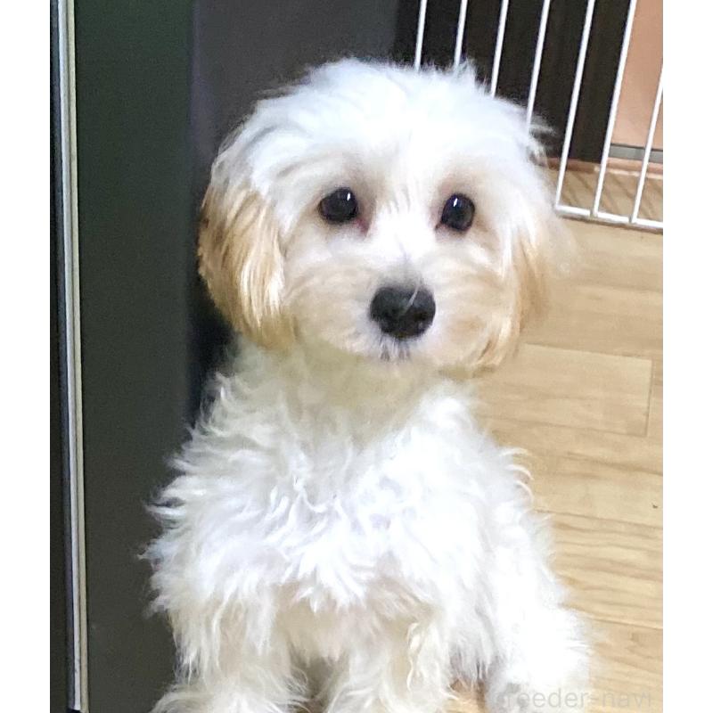 成約済の静岡県のマルプー:マルチーズ×トイプードル-405365の2枚目